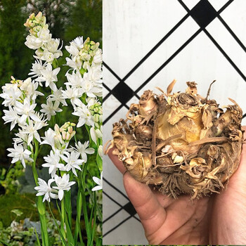 晚香玉种球左家花园盆栽地栽多年生种球花卉白色重瓣浓香型宿根花卉夏