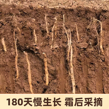 丙田 铁棍山药粉350g 河南焦作产垆土怀淮山药粉无加糖早代餐儿童老人