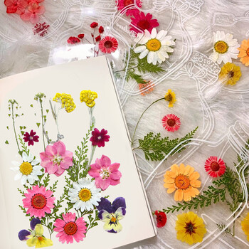 佳茉【热门商品】透明干花书签手工diy材料标本pvc塑封膜创意植物树叶压花瓣瓶26朵收集夏天