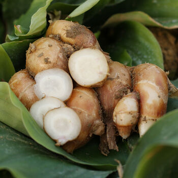 帝醇果沙姜新鲜批发价广东茂名正宗化州南盛沙姜山奈现挖新姜老姜山赖