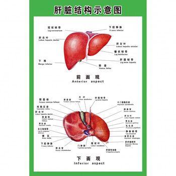 解剖示意图医学宣传挂图人体器官心脏结构图医院海报 肝脏结构示意图