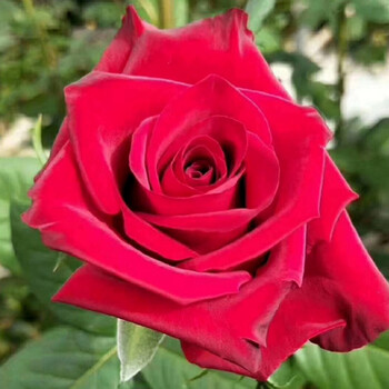 云南玫瑰花苗10棵带土扦插多色月季蔷薇枝条盆栽庭院绿植花卉传奇10棵