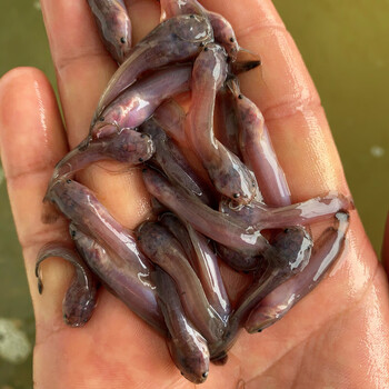 荣郁 本地塘鲺鱼苗淡水胡子鲶鱼苗苗土塘鲺鱼苗塘虱活体 【专用饲料】