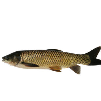 微山湖草鱼草青草根淡水鱼草鱼鱼片鱼肉混子厚子鱼纯活鱼现杀八斤到