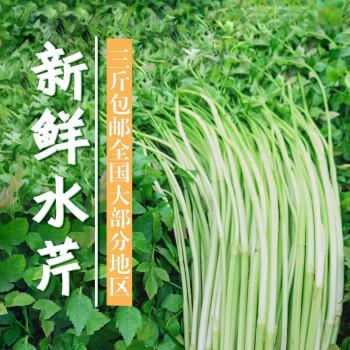 新鲜水芹菜野蔬菜野菜河芹农家自种时令蔬菜3斤 图片价格品牌报价 京东