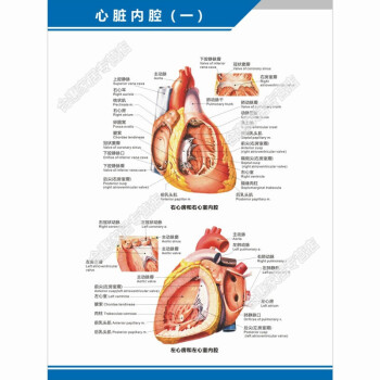 心臟結構示意圖心臟解剖圖結構圖構造圖示意圖心血管內科中英文醫院