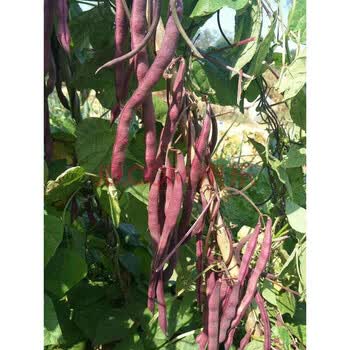 四季架豆种子四季豆芸豆豆角无架豆春秋供豆无筋豆四季蔬菜阳台庭院种植可以盆栽大紫袍架豆紫色四季豆种子克 袋 图片价格品牌报价 京东