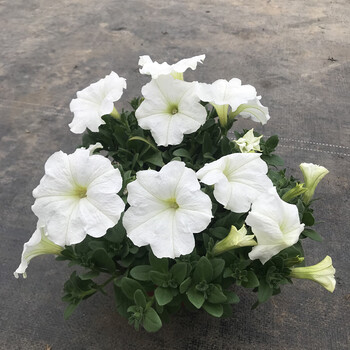 矮牵牛盆栽百万小玲花卉庭院阳台花卉植物易养带花发货牵牛白色不含盆