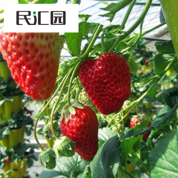 民汇园 四季草莓种子 水果菠萝莓 红莓 洋莓 地莓家庭易种盆栽 300粒/袋