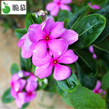 长春花种子日日春四季开花耐热耐旱易种活室内阳台盆栽庭院花种籽玫红色长春花0粒 2包肥 图片价格品牌报价 京东