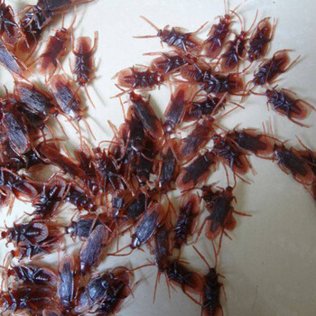 网红恶作剧有趣的小玩具2022年同款整人恶搞整蛊假蟑螂仿真款10个