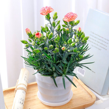 疏影暗香康乃馨盆栽庭院阳台室内观花植物桌面绿植花卉盆栽康乃馨小