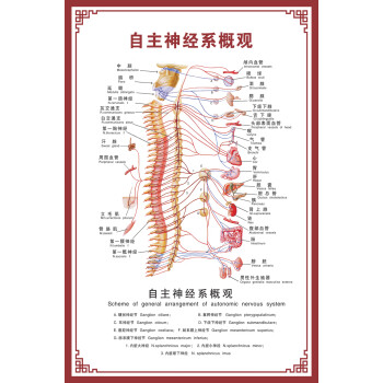 消化腸道系統結構示意圖醫學掛圖血液人體生殖器官醫院解剖圖海報屬於