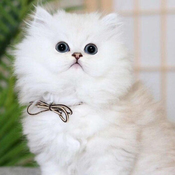 【30天健康保障】金吉拉猫幼猫活体纯种宠物猫金吉拉猫活体波斯猫