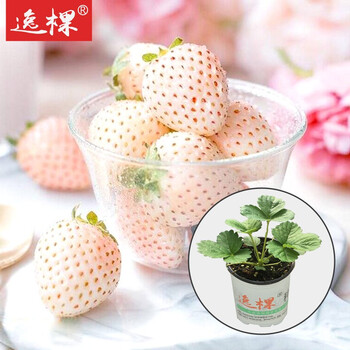 逸棵草莓苗带土发货带盆栽好种子苗草莓果树苗小盆栽易种多年生1盆 草莓 白雪公主 白花白果 果香浓郁不含盆 图片价格品牌报价 京东