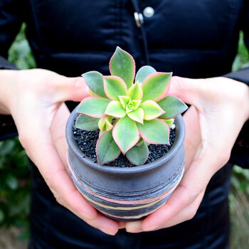 果花多肉植物绿植艳日辉单株苗办公室桌面白领绿植 图片价格品牌报价 京东
