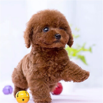 纯种泰迪幼犬活体宠物狗狗小型犬泰迪狗狗茶杯犬灰泰迪犬飞儿泰迪狗崽