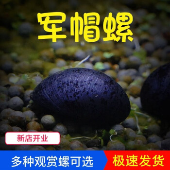 噢水噢观赏螺虾蟹水族活体鱼缸壁除藻螺观赏鱼活鱼鱼缸除藻鱼缸造景叁 军帽螺5只（强力除藻）