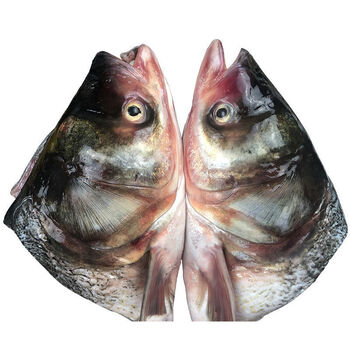 鲜活现杀胖头鱼鲢鱼头剁椒鱼头鱼头煲汤花鲢大头白鲢新鲜批发开背花鲢