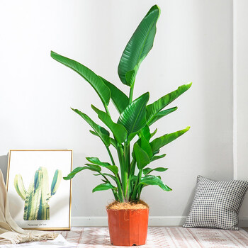 绿色植物天堂鸟居家室内大型盆栽办公室绿植网红客厅鹤望兰绿色植物初