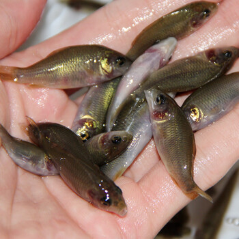 唐造禾花鲤苗禾花鱼鲤鱼苗淡水养殖食用稻田鱼草鱼青鱼鲫鱼鲢鱼活体鱼禾花鲤2 3cm50条送10 左右防损 图片价格品牌报价 京东