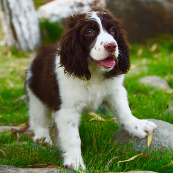 30天保障史宾格犬史宾格幼犬活体史宾格犬活体颜值s级母