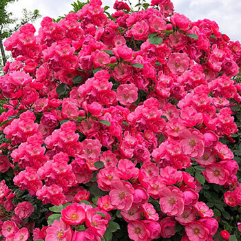 欧月藤本月季爬藤玫瑰蔷薇花苗大花浓香型当年开花 安吉拉 160cm-180