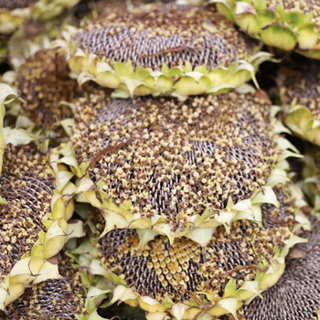 寿禾食用向日葵种子高产花种子种苗大粒小粒寿光蔬菜种籽家庭种植菜籽种孑大粒向日葵种子 极星363 50g 图片价格品牌报价 京东