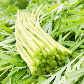 南京八卦洲新鲜芦蒿蔬菜泥蒿藜蒿农家 2斤 去叶去根净芦蒿