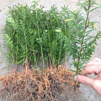 曼地亚红豆杉树苗小苗 南方红豆杉苗 红豆杉盆景盆栽地栽苗露天苗t2