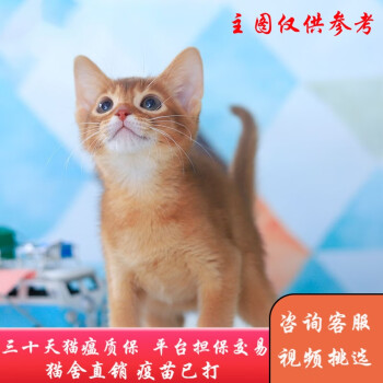 阿比西尼亚猫- 京东