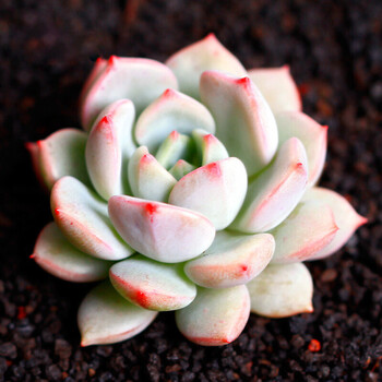 多肉植物肉肉新品办公室桌面迷你小盆景多款创意组合绿植蜜桃格林