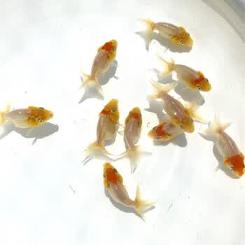 金鱼活鱼小型淡水观赏鱼饲料金鱼苗兰寿锦鲤蝶尾泰狮珍珠好养3 5cm虎头金鱼组合5条 鱼食 渔捞 图片价格品牌报价 京东 金鱼活鱼小型淡水观赏鱼饲料金鱼苗兰寿锦鲤蝶尾泰狮珍珠好养3 5cm虎头金鱼组合5条 鱼食 渔捞 图片价格品牌报价 京东