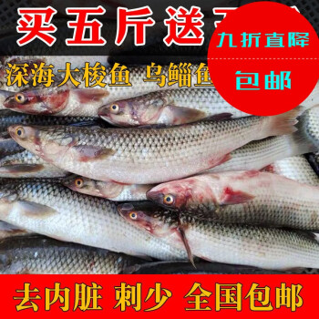 鮮活梭魚紅眼梭子魚新鮮烏鯔魚烏頭海捕海魚水產白眼魚丁魚去內臟二斤