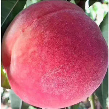 北京平谷水蜜桃3斤/5斤鲜桃脆桃新鲜水果整箱粉红桃子现货 [超大果]单