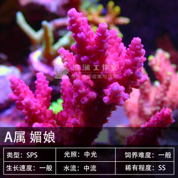 叠枝珊瑚型号规格- 京东