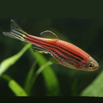 鱼游鱼戏观赏鱼小型热带鱼活体宠物热带斑马鱼淡水鱼包活紫斑马152cm