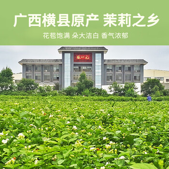 张一元 特种茉莉花茶200g 浓香型毛尖新茶 非遗技艺【金罐装】团购福利