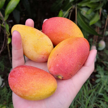 攀枝花小贵妃芒果迷你小果越小越甜当季新鲜热带水果现货 10斤