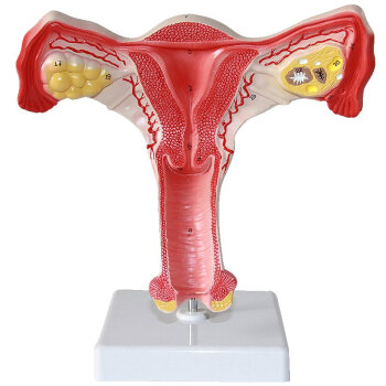 海医HeyModel人体医学女性子宫模型 妇科教学教具卵巢生殖结构解剖模型妇科妇产科人体解剖组