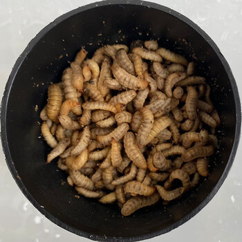 幼虫鱼饵翘嘴观赏鱼虾螃蟹龙虾诱饵蚯蚓 黑水虻活体800条【图片 价格