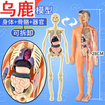 带肋骨和股骨头的经典灵活脊柱模型- 3B Smart Anatomy - 1000120 - A56/2 - 脊柱模型- 3B Scientific
