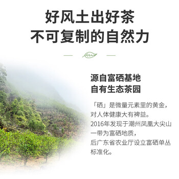 顶青湖 特级高山蜜兰香凤凰单枞茶 头春碳焙老枞潮州乌岽单丛乌龙茶250g