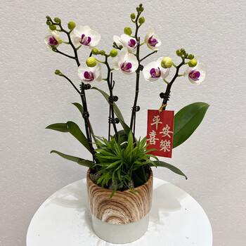 揽彩雪域蝴蝶兰花苗带花剑带花苞盆栽客厅室内植物花卉四季好养