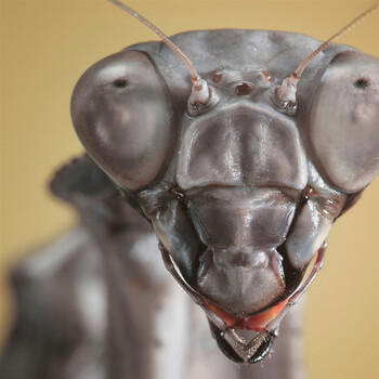 印尼双盾螳斧螳螂活体昆虫另类宠物儿童礼物办公室教室桌面饲养 7龄 1