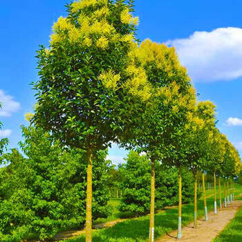 高杆大叶女贞树苗占地拆迁苗庭院大型女贞树苗四季青常绿化行道树大叶