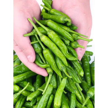 有机樟树港辣椒湖南樟树港辣椒原产地樟树港辣椒直产地苗扯树辣椒4斤