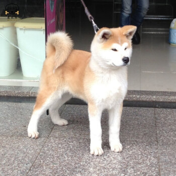 秋田犬是狗界噩梦图片