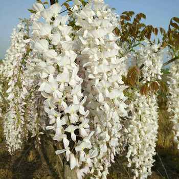 紫藤花树苗花卉盆栽别墅庭院绿化爬藤植物室内外四季攀援 麝香藤 紫藤