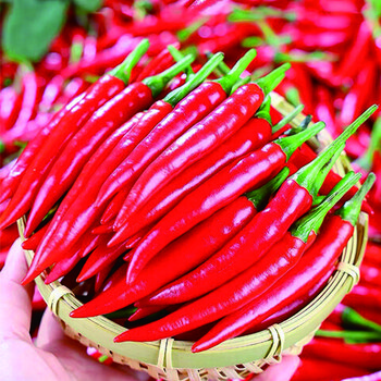 觅凉都小米辣椒新鲜5斤装小米椒特辣超辣薄皮土红辣椒 5斤装【图片 价
